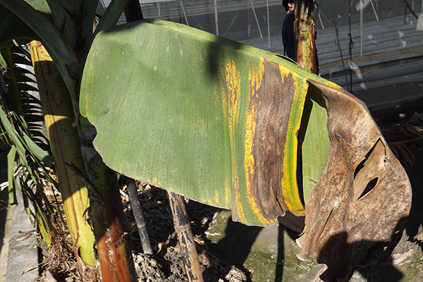 Symptoms of banana freckle on a leaf of a cultivar in the Cavendish subgroup © Department of Primary Industries