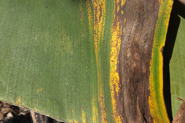 Symptoms of banana freckle on a leaf of a cultivar in the Cavendish subgroup © Department of Primary Industries