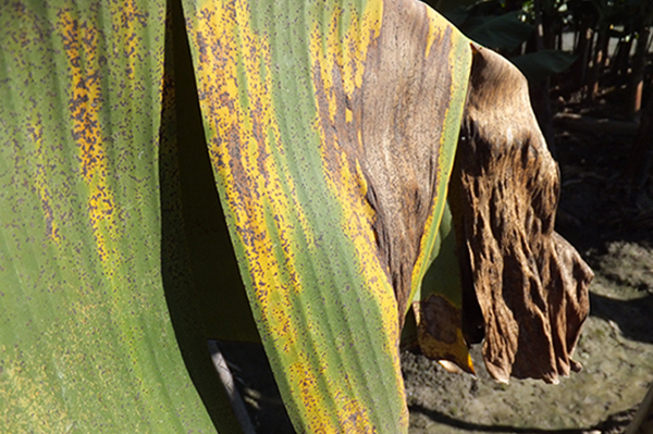 Symptoms of banana freckle on a leaf of a cultivar in the Cavendish subgroup © Department of Primary Industries