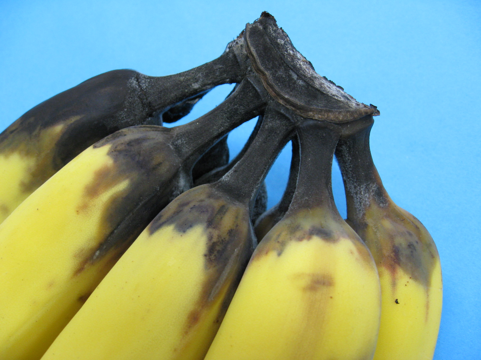 Crown end rot Better Bananas