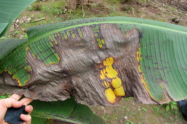 Symptoms of banana freckle on a leaf of a cultivar in the Cavendish subgroup © Department of Primary Industries