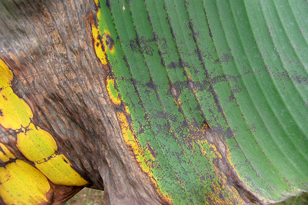 Symptoms of banana freckle on a leaf of a cultivar in the Cavendish subgroup © Department of Primary Industries