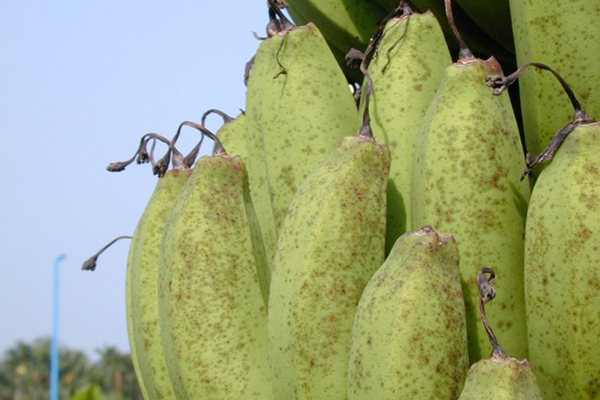 Symptoms of banana freckle on fruit of a cultivar in the Cavendish subgroup © Department of Primary Industries