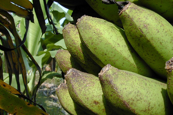Symptoms of banana freckle on fruit of a cultivar in the Cavendish subgroup © Department of Primary Industries
