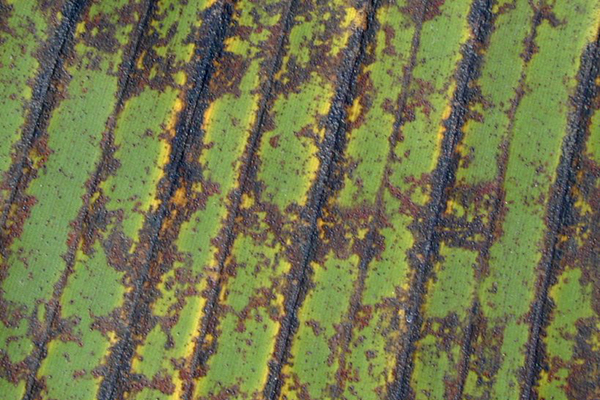 Symptoms of banana freckle on a leaf of a cultivar in the Cavendish subgroup. Aggregates of spots are often associated with leaf veins as illustrated in this image. © Department of Primary Industries