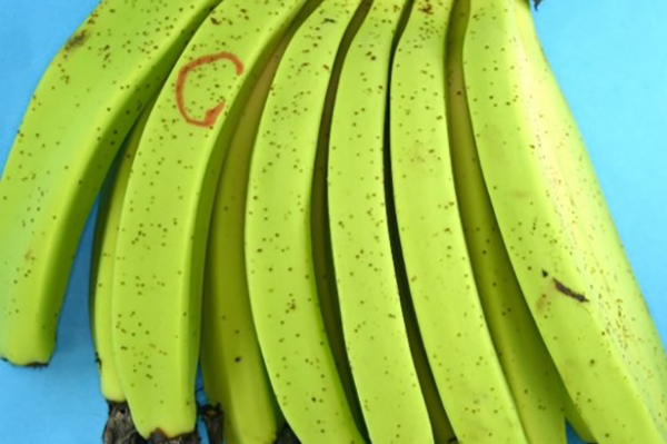 Symptoms of Deightoniella spot on Cavendish fruit © Department of Primary Industries