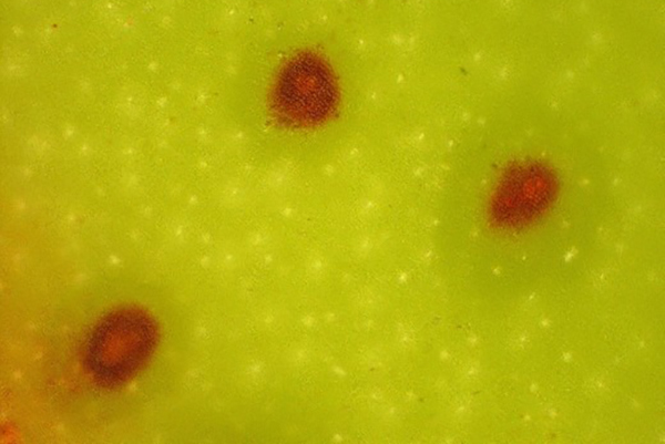 Close-up of Deightoniella spots on Cavendish fruit © Department of Primary Industries