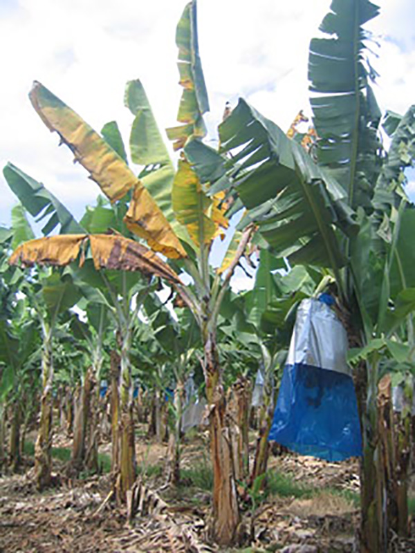 yellow banana tree images