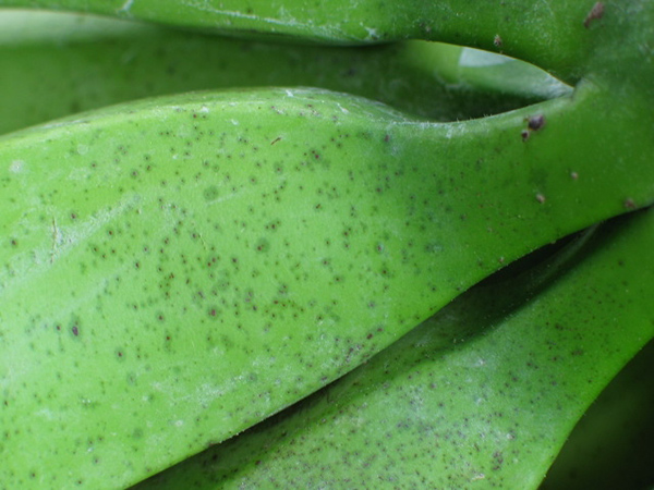 Fruit speckle closeup (Lynton Vawdrey) (low res)