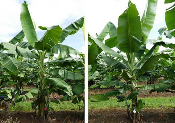 Left is control that didn't undergo mutagenesis. Variant on the right has undergone mutagenesis and shows dwarfism and more upright leaves.