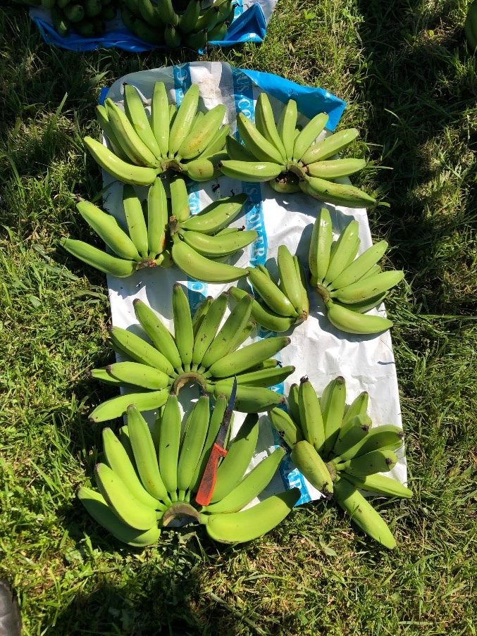 JV 42.41 a hybrid Lady Finger type from Brazil. This variety has shown good disease resistance, bunch and finger size in the plant crop and the fruit looks and tastes like a traditional Lady Finger. (Photo courtesy of NSW DPI)