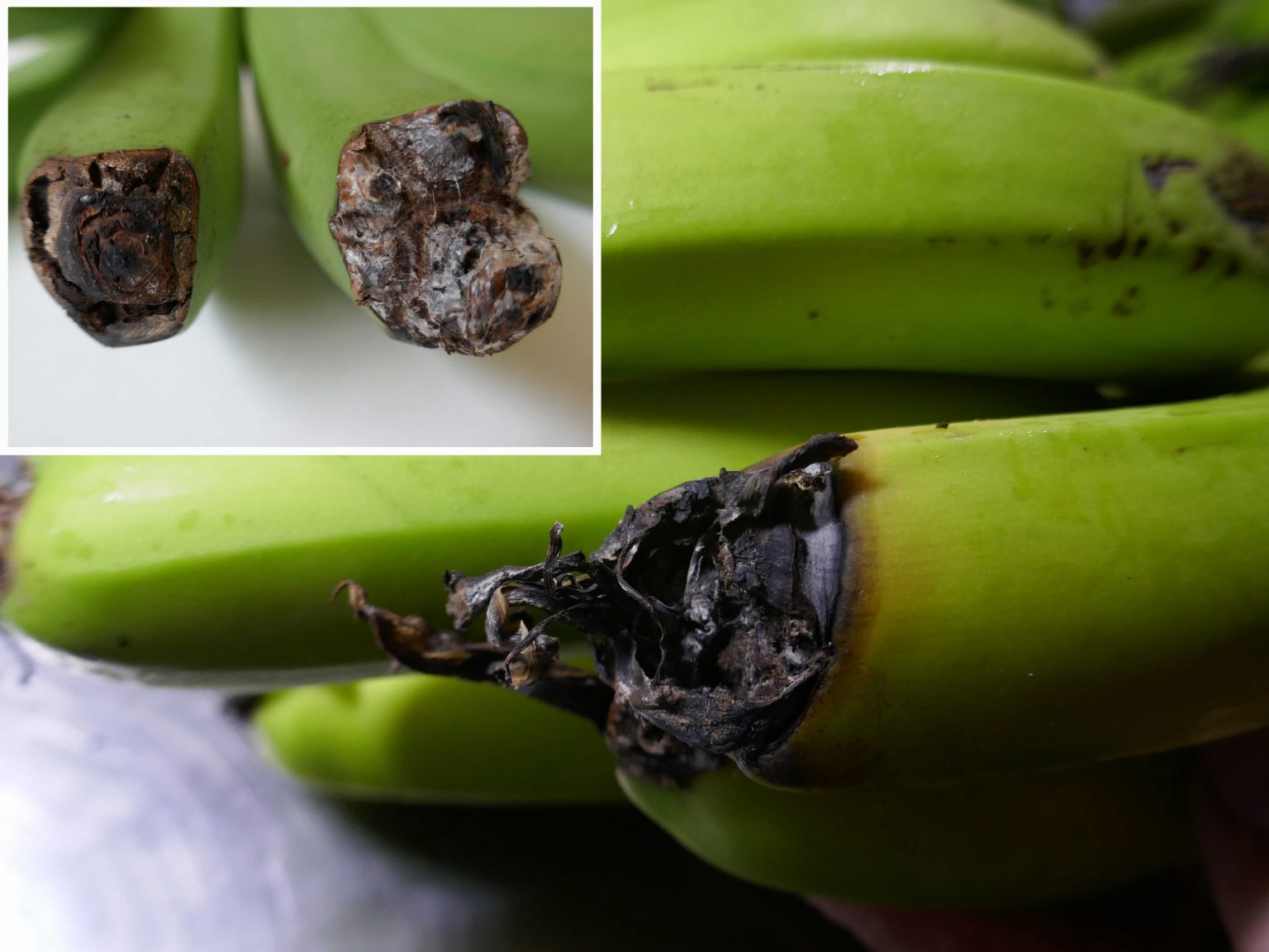 Results from the Subtropical packed product analysis major defects