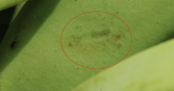 Figure 3 - Early development of banana rust thrips damage showing faint smudge-like mark