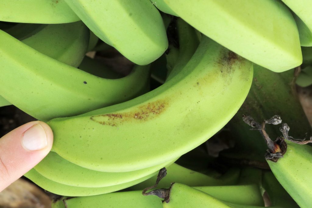 Rust thrips damage on banana fruit
