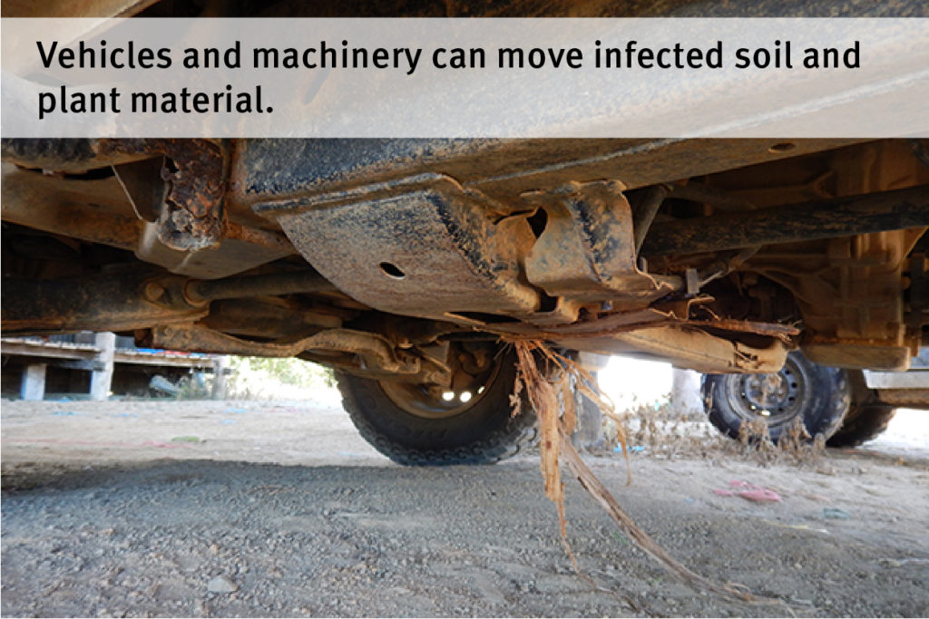 Image 20 - Vehicles and machinery can move infected soil and plant material (Crema)