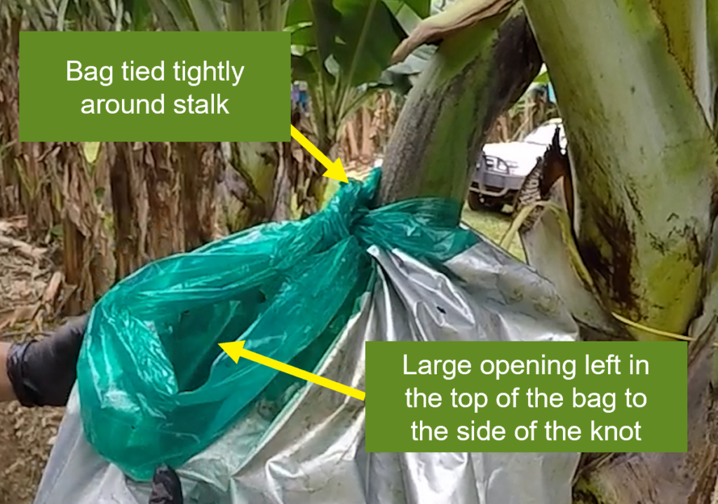What is the purpose of bagging in case of artificial hybridisation?