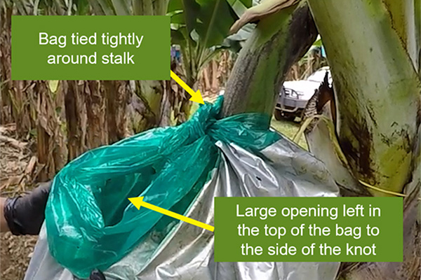 Grower case study. Bagging technique improves fruit quality for Sellars Bananas