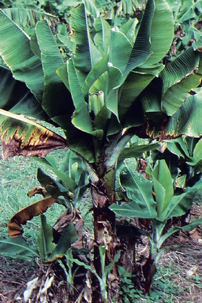 Image of advanced BBTV symptoms in a banana plant. Stunted growth  and emerging leaves develop a choked or ‘bunched’ appearance
