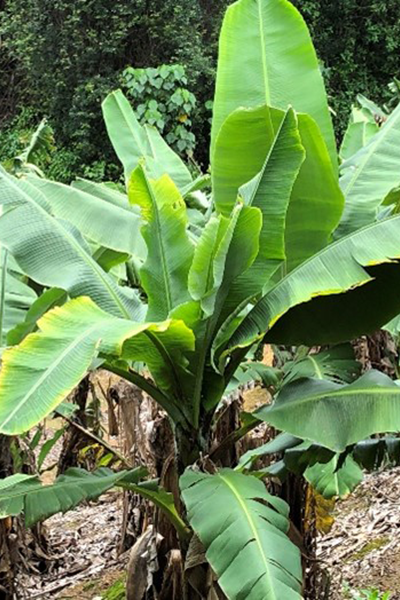 Image of advanced BBTV symptoms in a banana plant.   Shortening and bunching up of new leaves with yellow margins (photo courtesy of Australian Banana Growers Council)