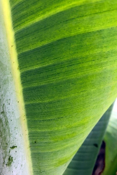 Dark green on lighter green, dot-dash flecks (sometimes called Morse code streaking/patterning) on leaves (photo courtesy of Australian Banana Growers Council)