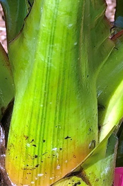 Dark unbroken stripes along the leaf midrib (not always present) (photos courtesy of Australian Banana Growers Council)