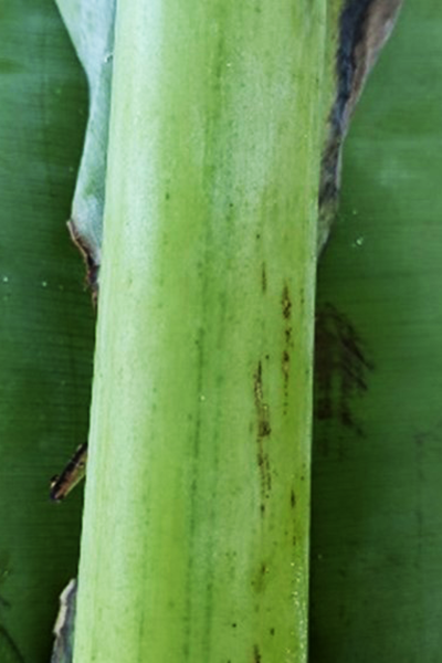 Dark unbroken stripes along the leaf midrib (not always present) (photos courtesy of Australian Banana Growers Council)