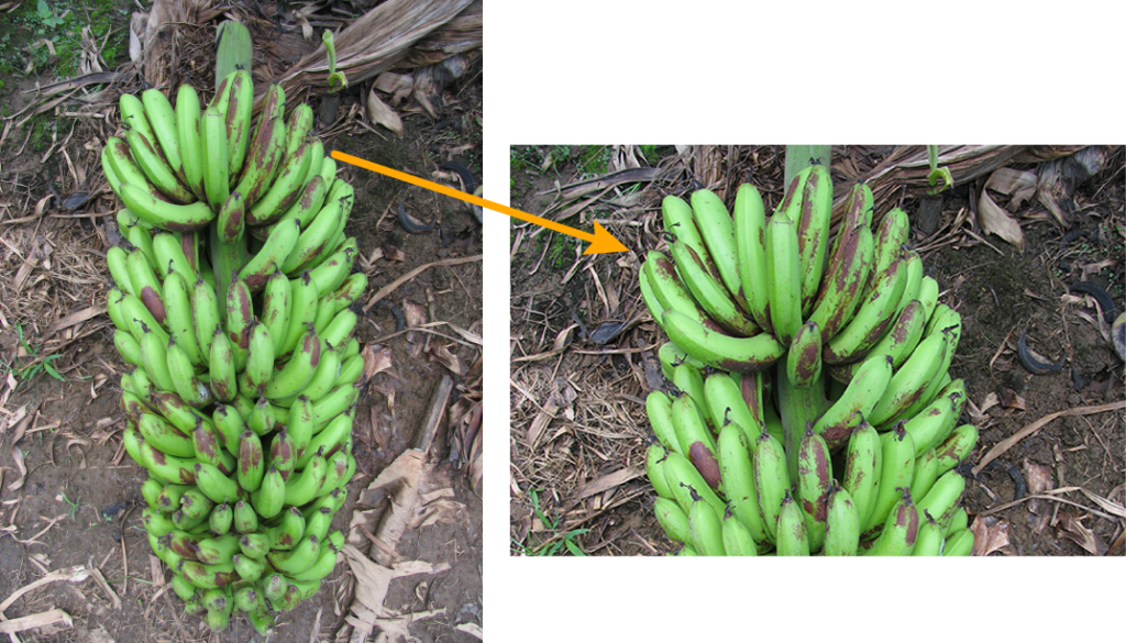 Maturity bronzing Better Bananas