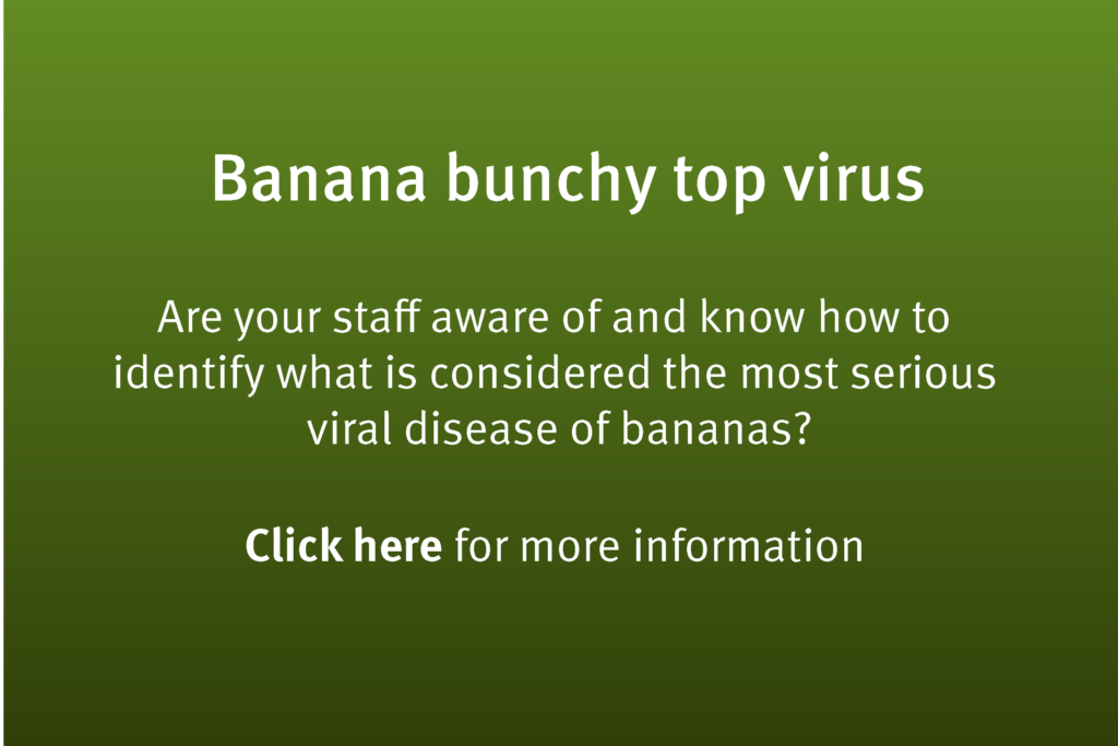 Banana bunchy top virus - train your staff on how to identify this serious viral disease