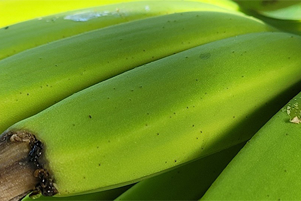 Close up of flower thrips damageovipositions (pimples) on young banana fruit.