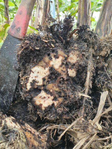 Dark tunnelling pattern from banana weevil borer shown throughout corm cut close to the soil surface.