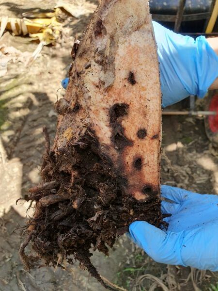 Dark tunnelling pattern from banana weevil borer shown throughout corm cut close to the soil surface.