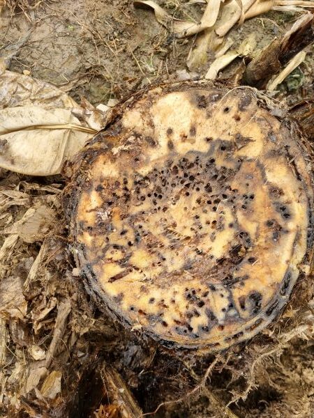 Dark tunnelling pattern from banana weevil borer shown throughout corm cut close to the soil surface.