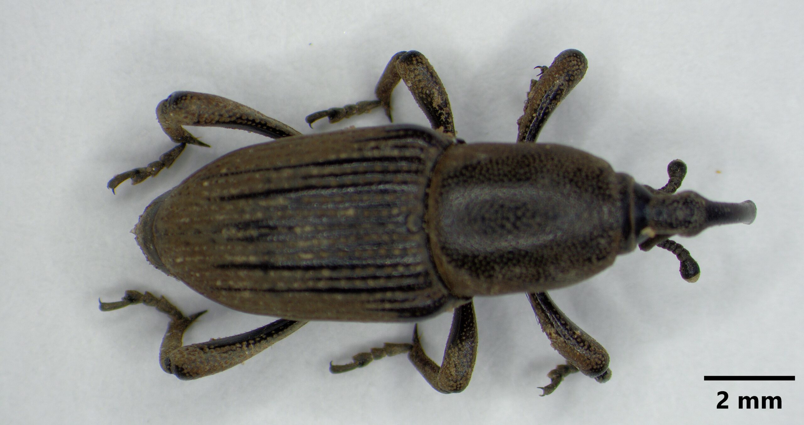 Banana weevil borer