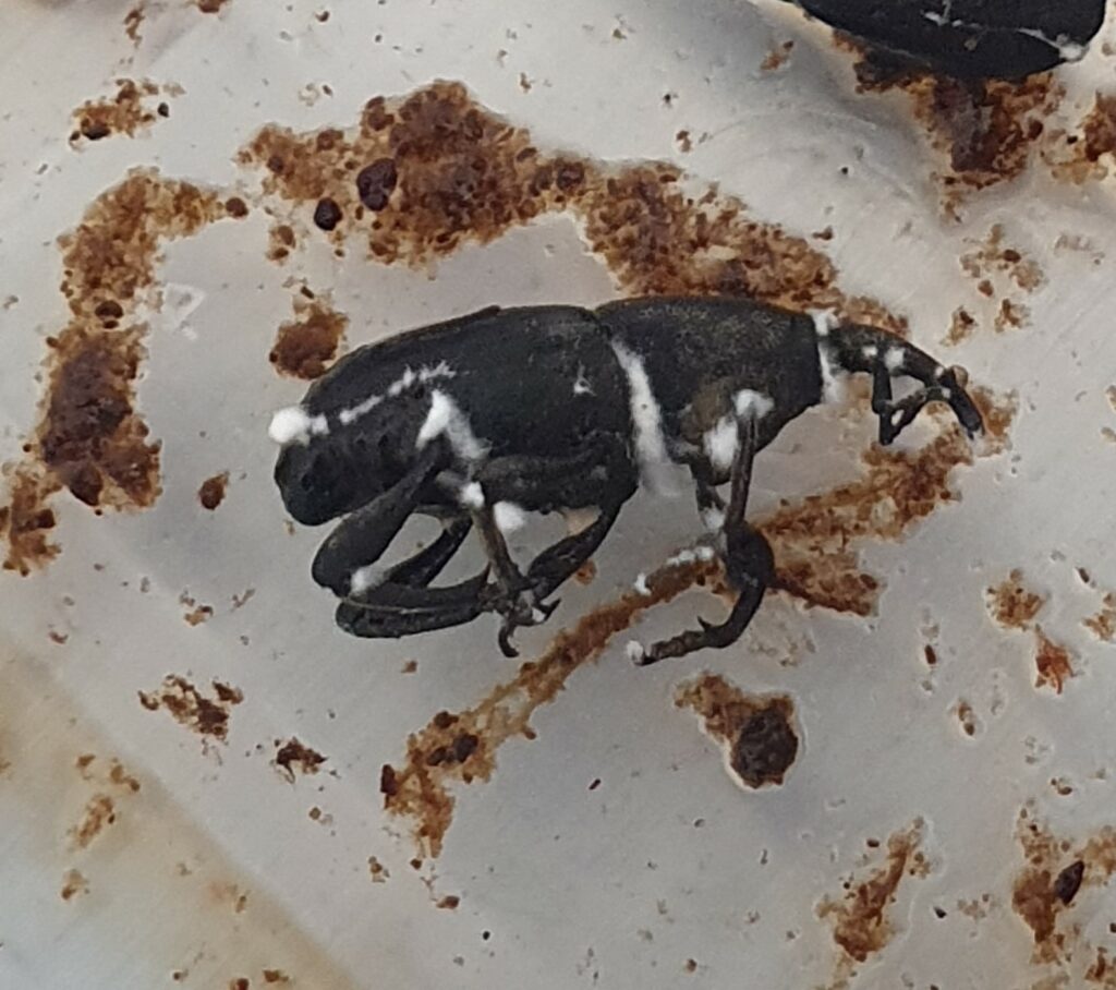 beauveria bassiana infected banana weevil borer adult BWB