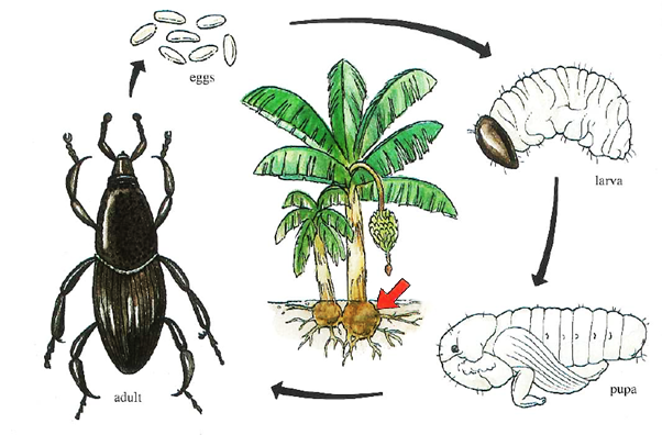 Banana weevil borer lifecycle