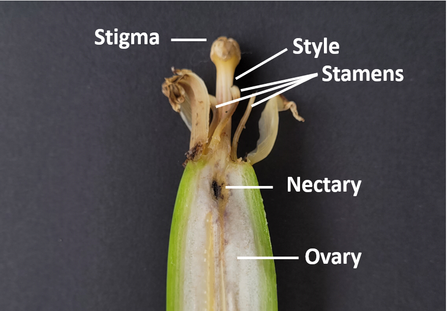 Nectaries female parts of banana flower