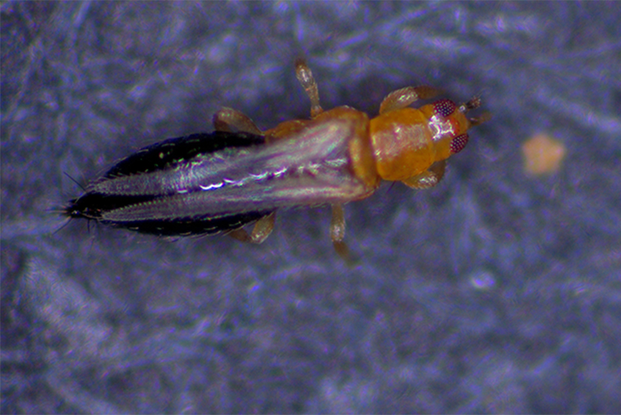 Adult female flower thrips measure 1 mm in length