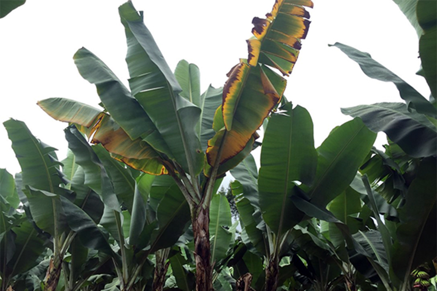 Yellowing leaves in young plant infected with Panama disease TR4