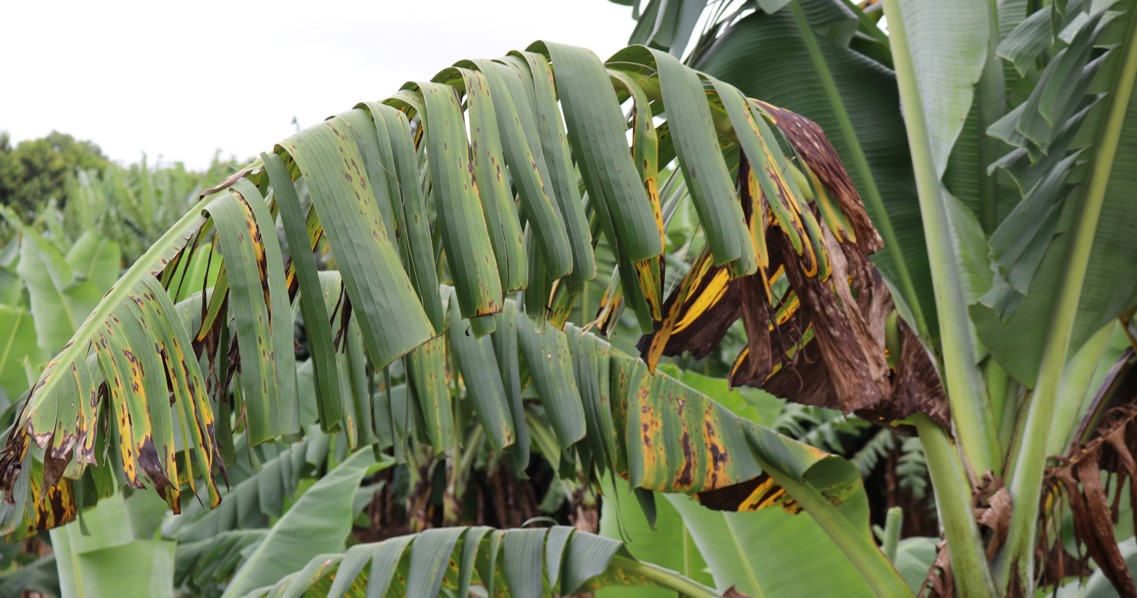 Yellow Sigatoka (leaf spot) General information – Better Bananas