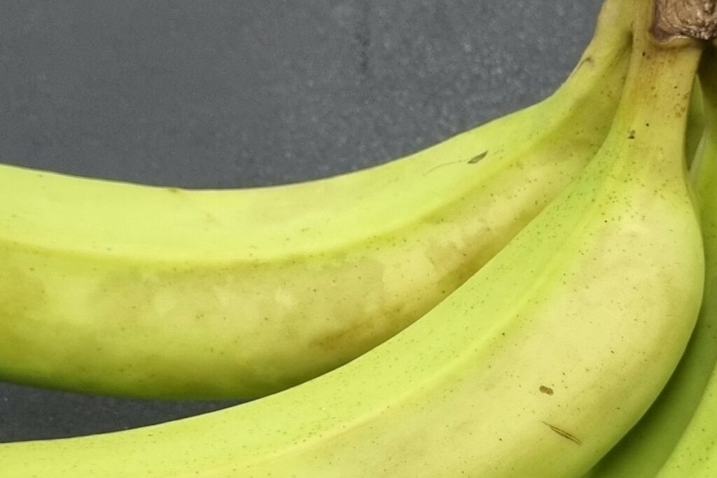 Sooty blotch symptoms showing water-soaked shadowing on ripened fruit.