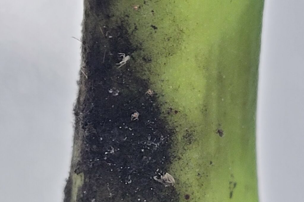 When zoomed it is possible to see insect casts (aphids)