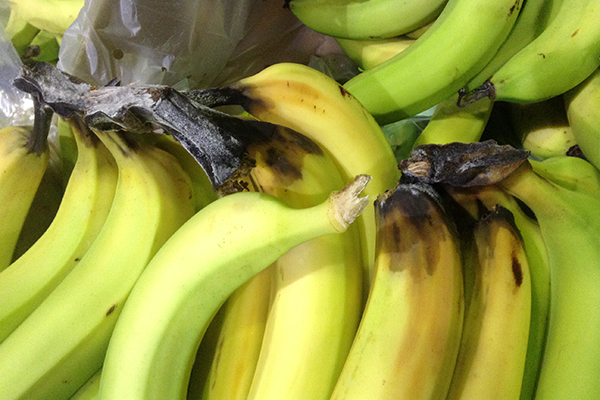 Figure 2: Symptoms of Chalara in Cavendish bananas. Black rot extends from the crown surface into the fingers, severely affecting fruit quality.