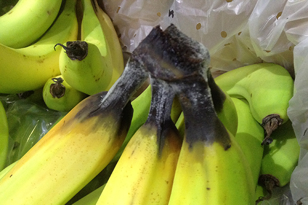 Figure 2: Symptoms of Chalara in Cavendish bananas. Black rot extends from the crown surface into the fingers, severely affecting fruit quality.