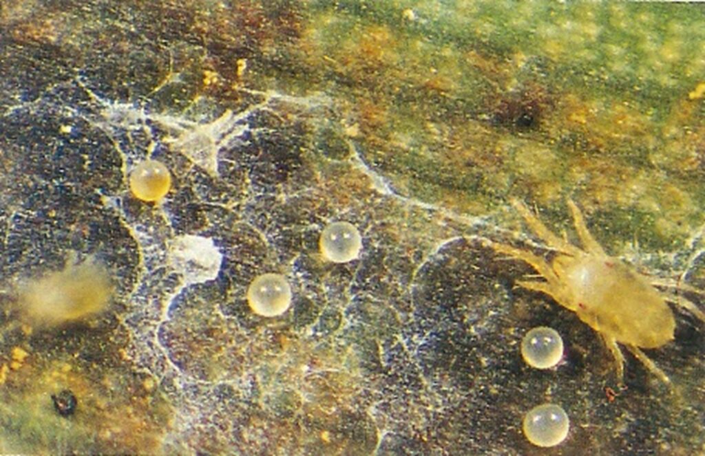 Adult spider mite with eggs