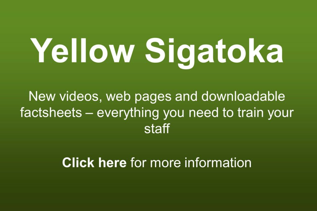 Yellow Sigatoka - New training materials now available