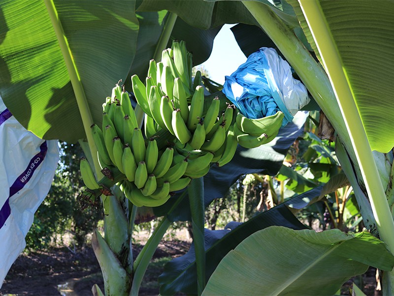 Santa Catarina Prata variety