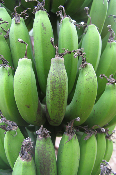 Banana freckle symptoms on Cavendish fruit © Department of Primary Industries
