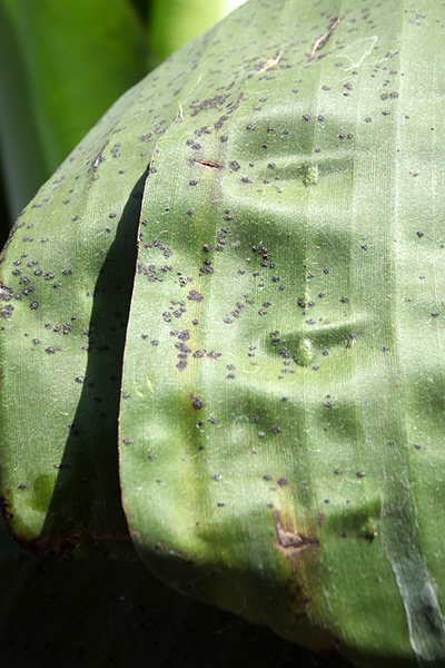 Symptoms of banana freckle on a leaf of a cultivar in the Cavendish subgroup © Department of Primary Industries