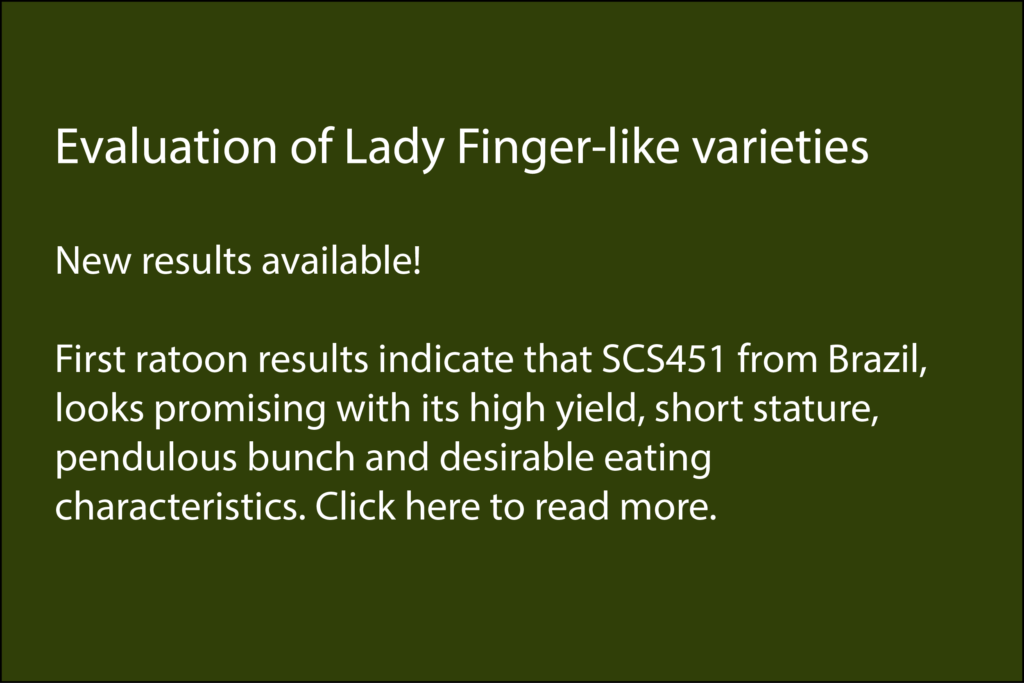 First ratoon results now available