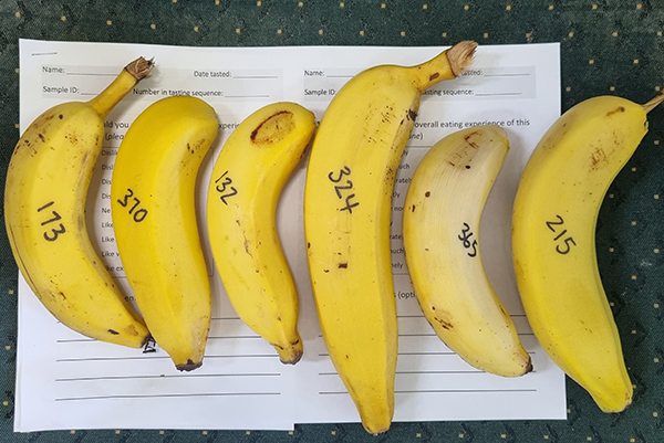 First ratoon results now available